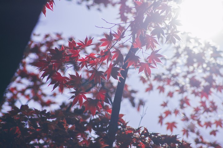 maple
