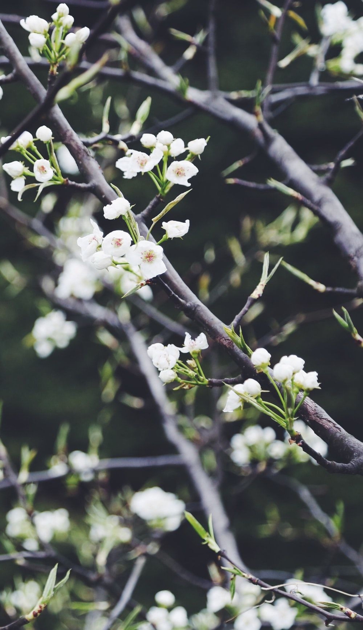spring / flowers || весна / цветы
