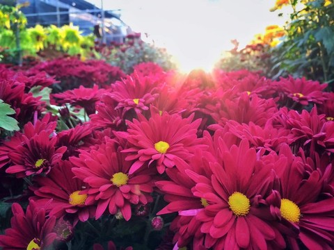 color ful