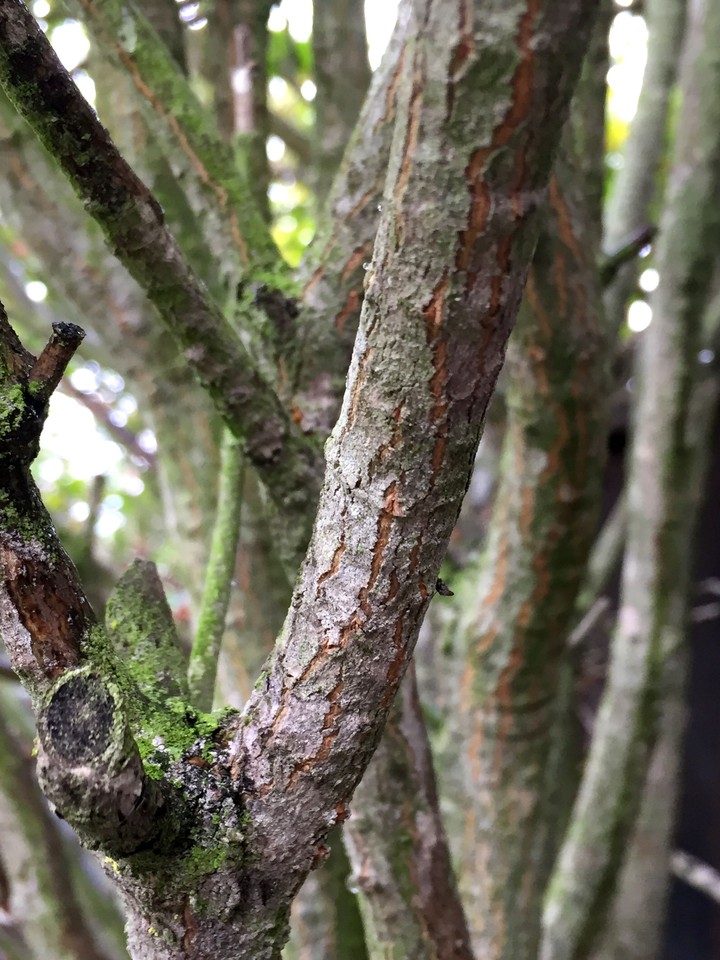 moss and a tree