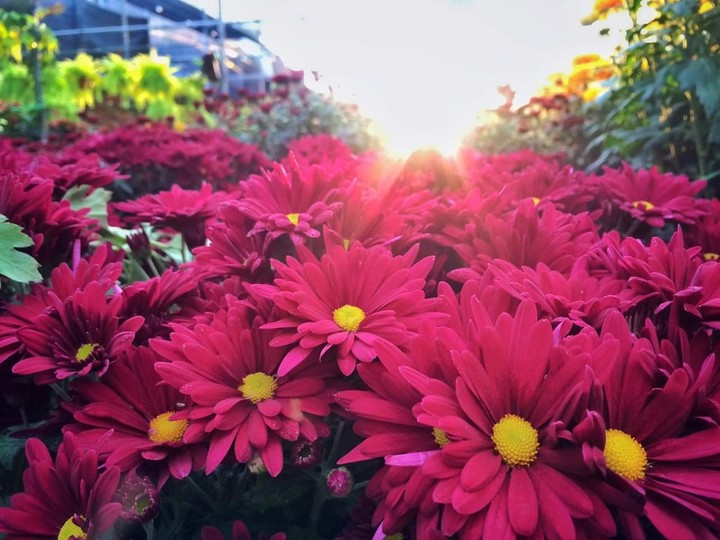 color ful