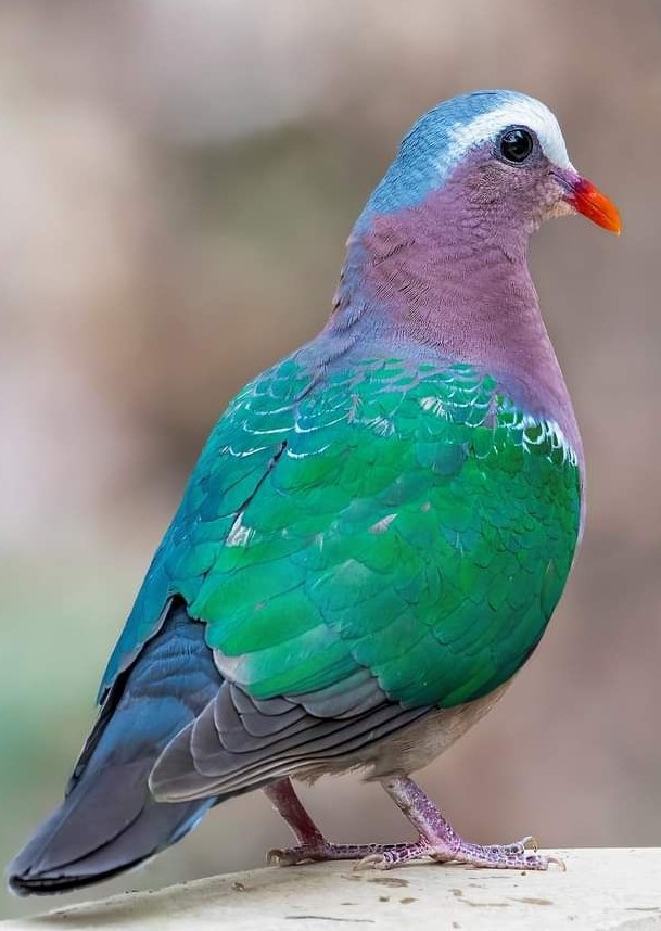 Bird