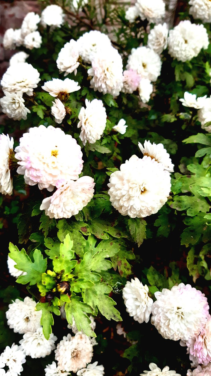 #Flowers