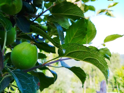 fruit, plant háttérképek