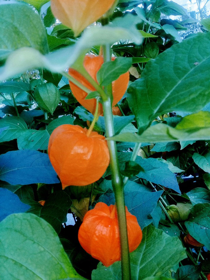 физалис