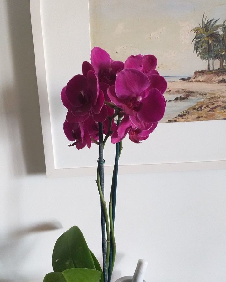 orquídea