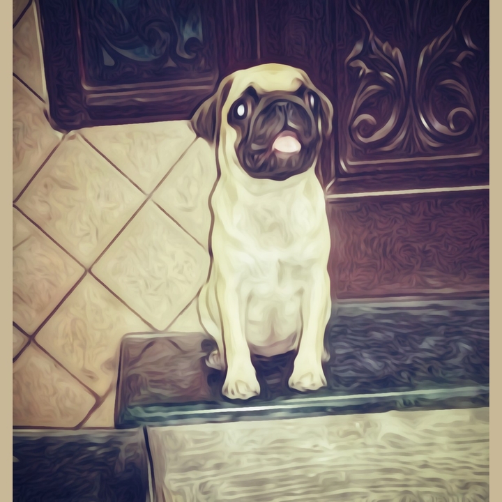 dog pug