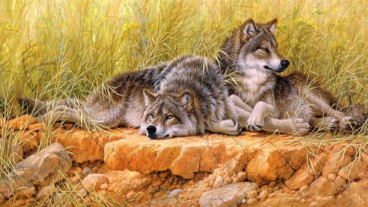 Wolf