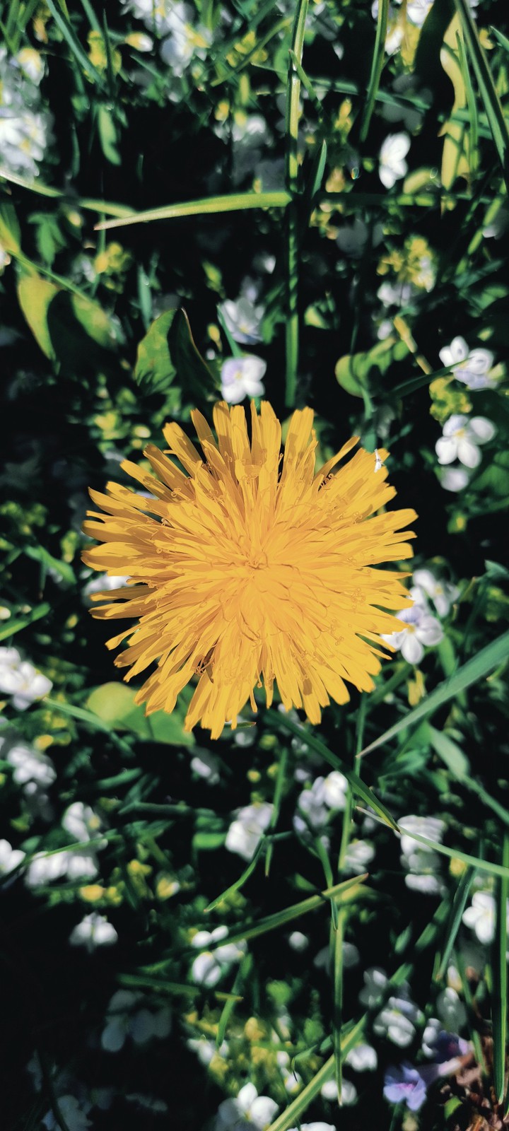 Like Sun