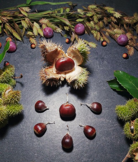 SPLIT CHESTNUT