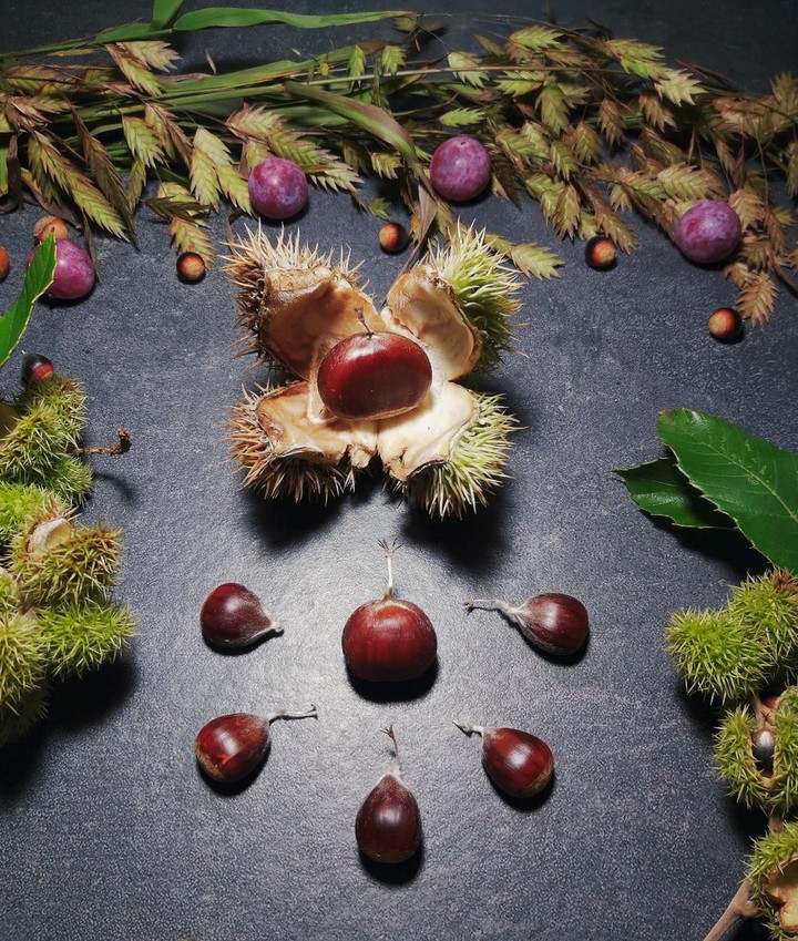 SPLIT CHESTNUT