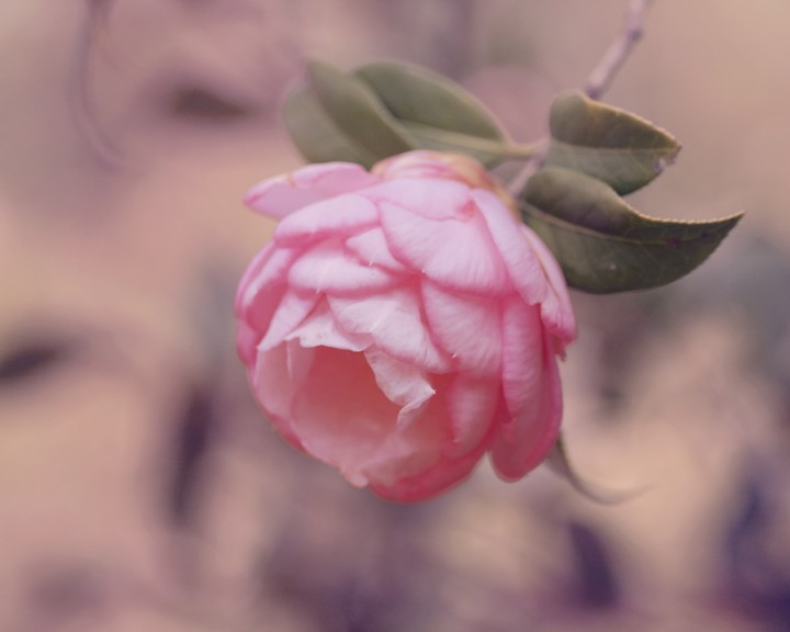 엷은 분홍색 꽃