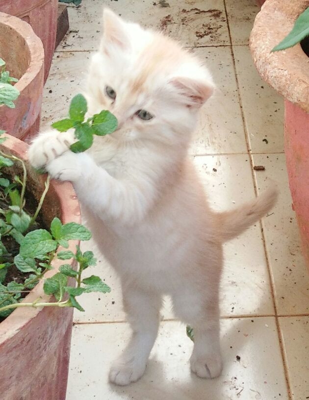 playing kitten