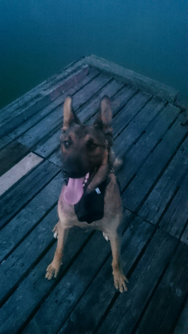 may dog "malinois"