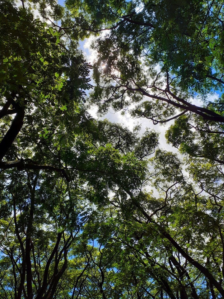 forest ,green leaves