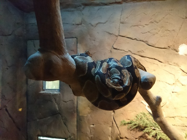 yılan #snake #yılan
