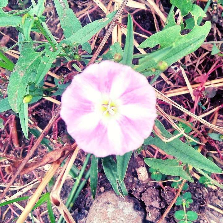The Flower