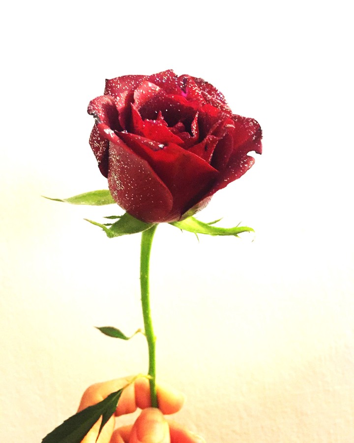 red rose