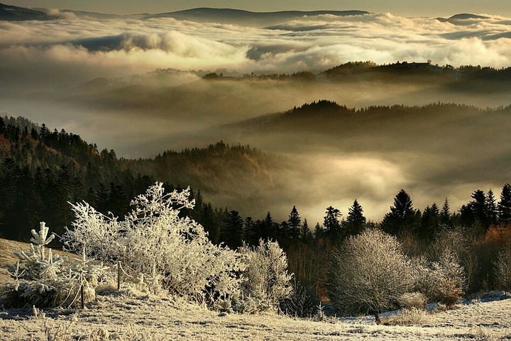 Gray nature