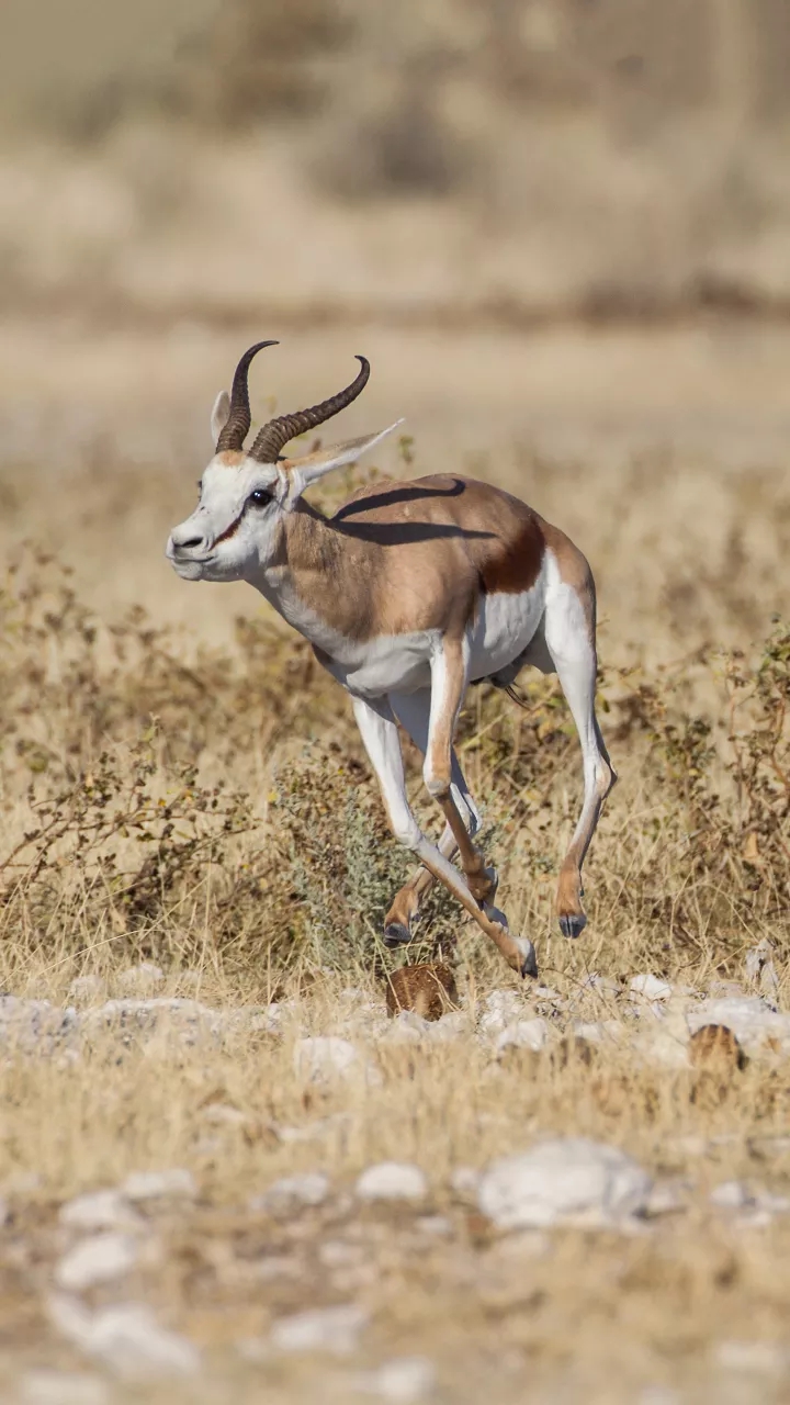 The Lions can't out run antelope