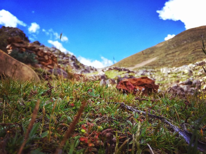 green prade