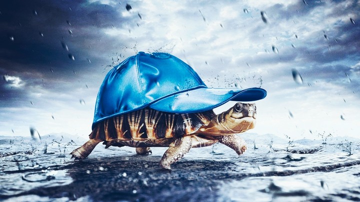 Safety Turtle