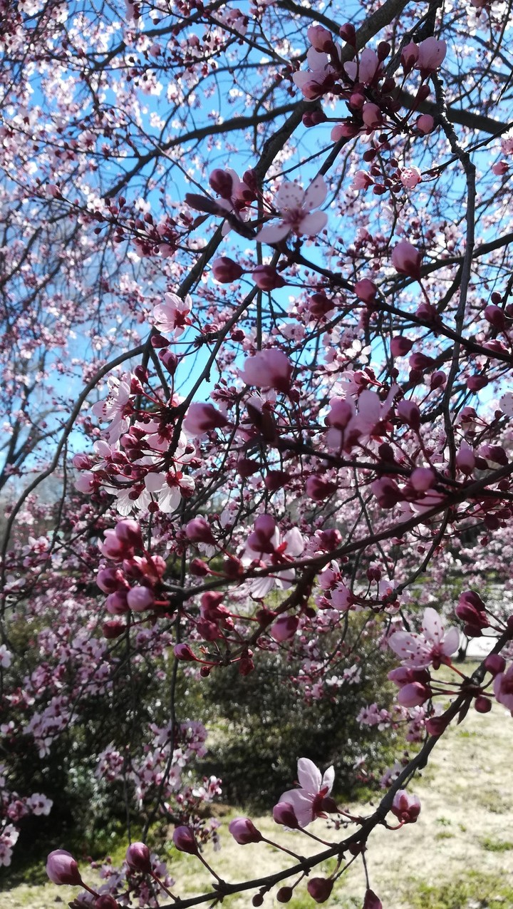 Hermosas flores risas de un arbol de primavera