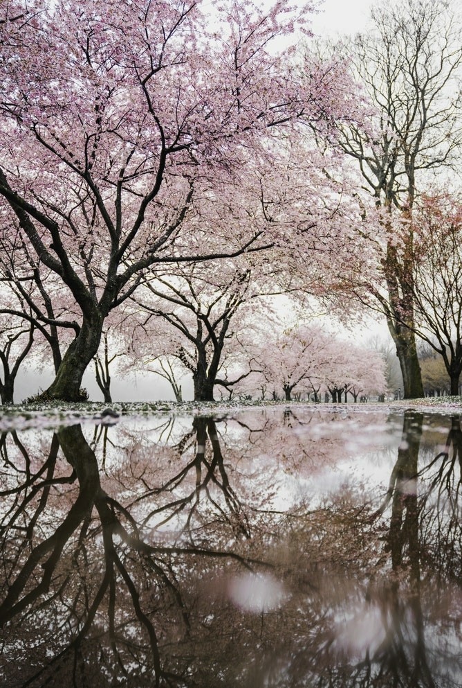 The Cherry Blossom Philadelphia,United States