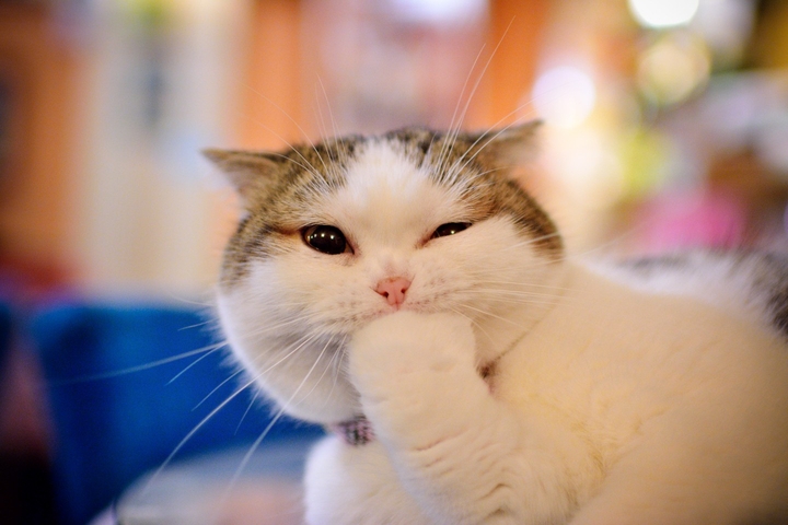 cute cat 