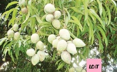 மா மரம்
