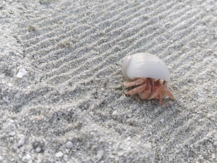 hermit crab