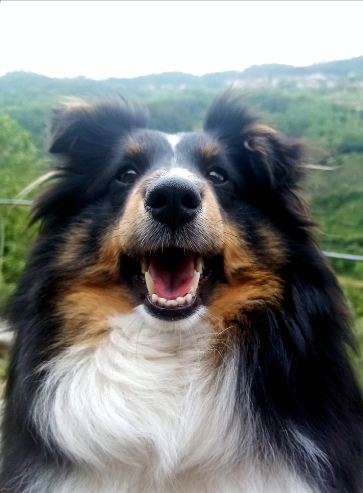 Dog