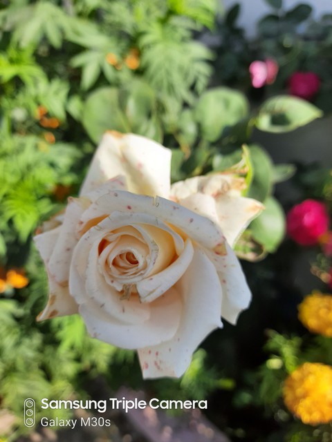 rose