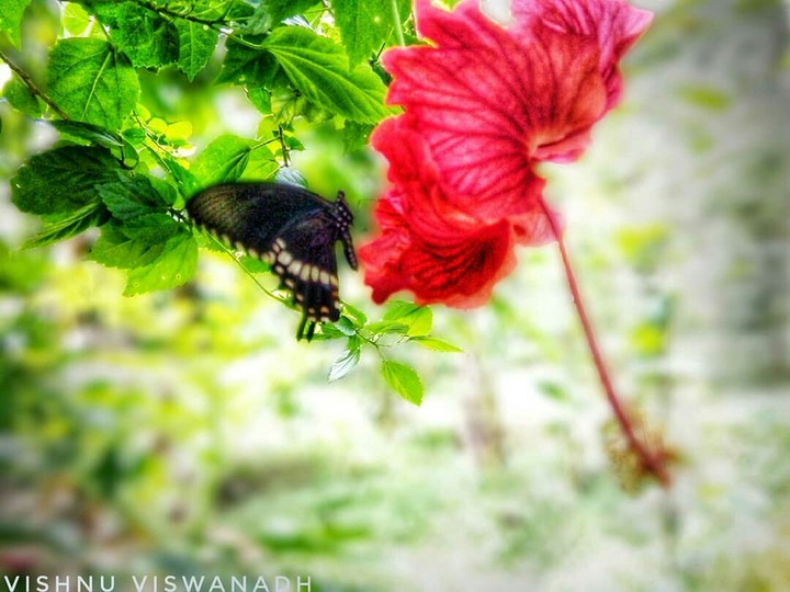 The butterfly
