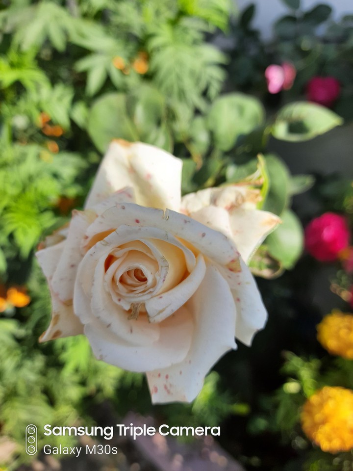 rose