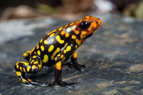 обои salamander, amphibian