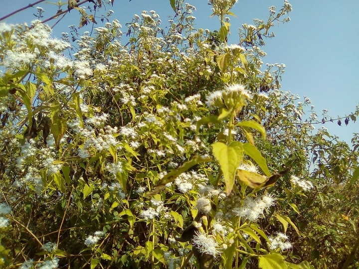 flowers