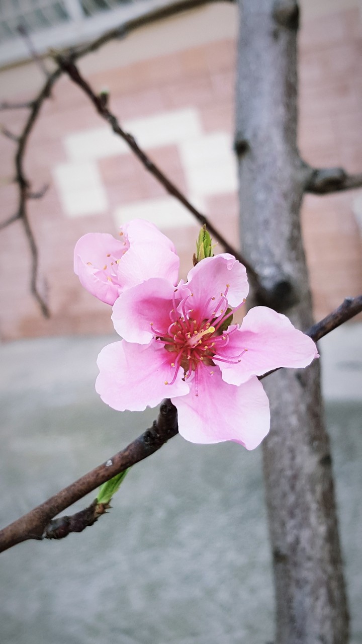 Pinky