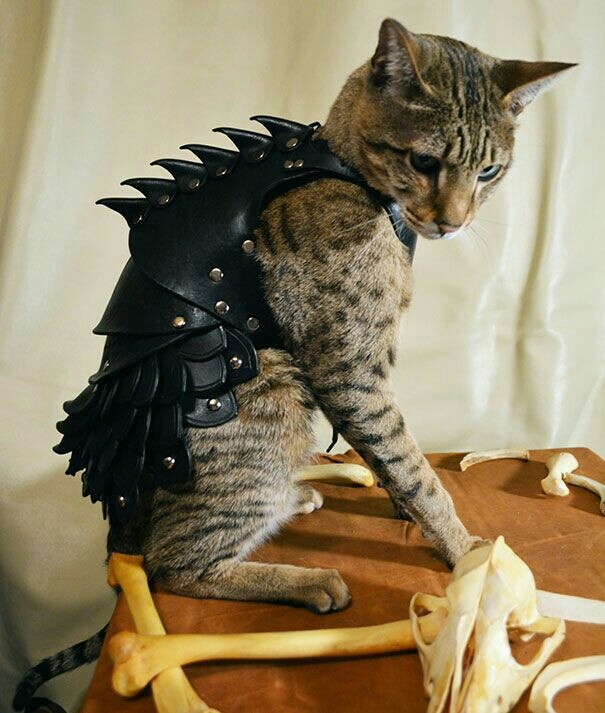 ready to fight?