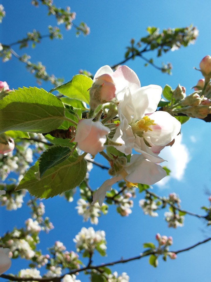 Spring