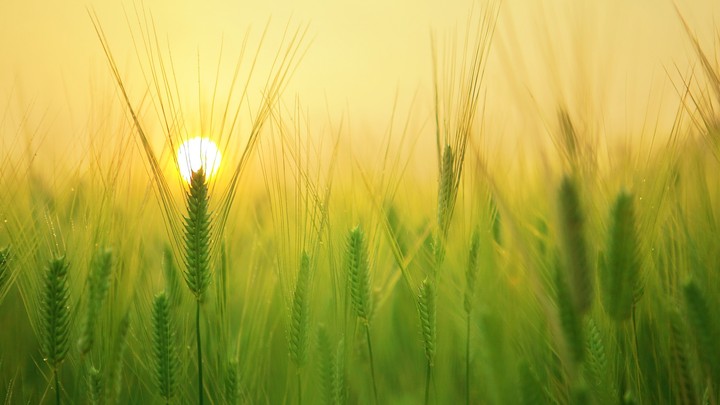 yellow sunrise with green plants