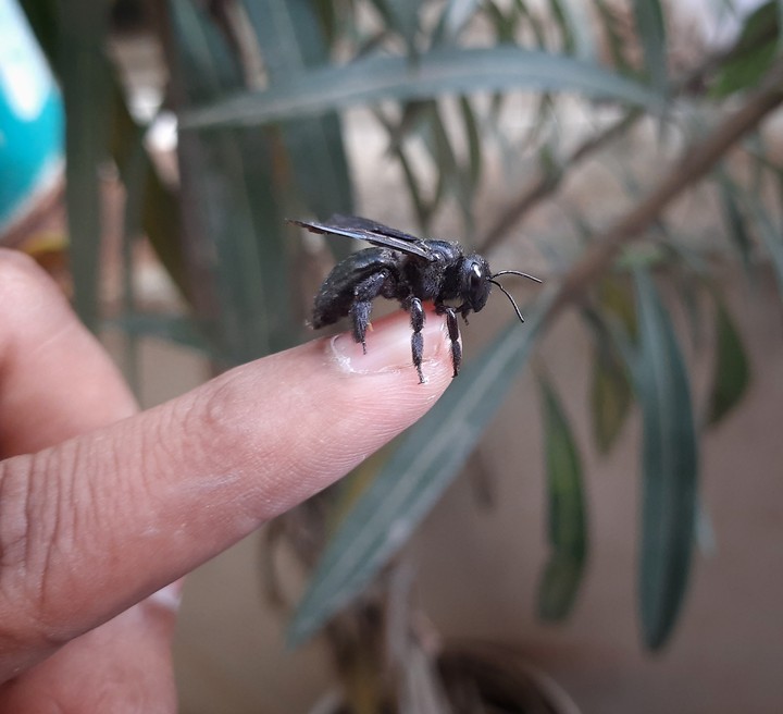 Friendly Insect