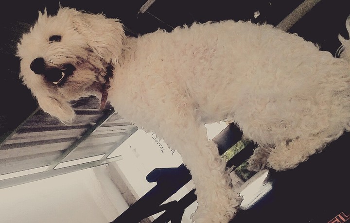dog
