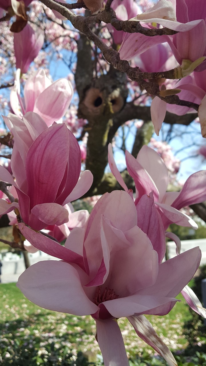 magnolia