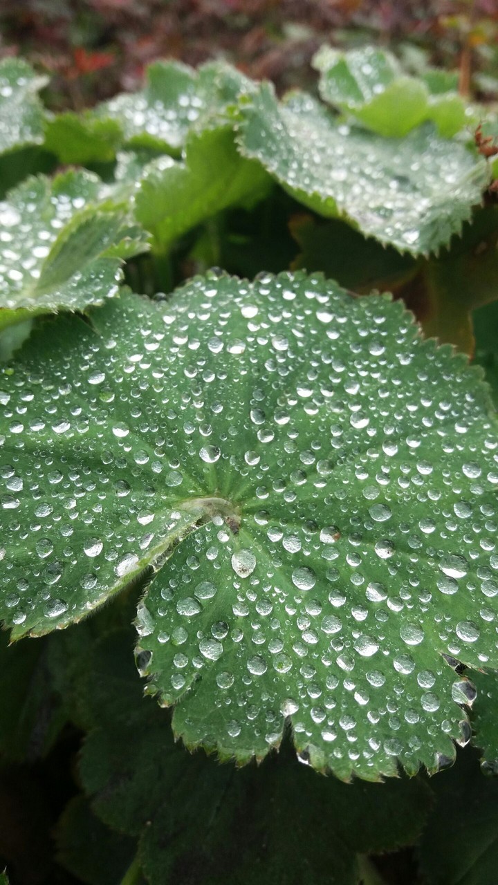 Rain on a leaf