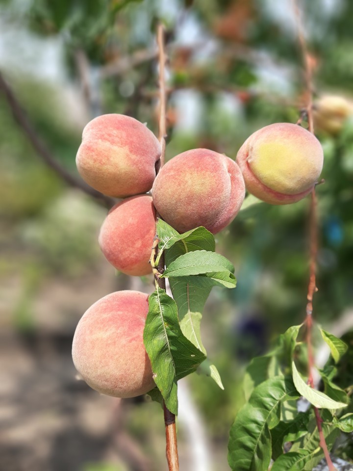 Peach for everyone