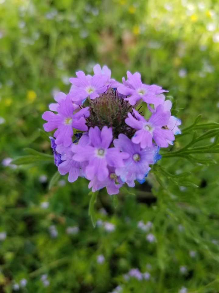Wild flower