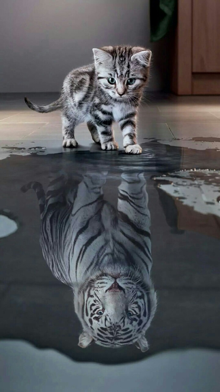 gato