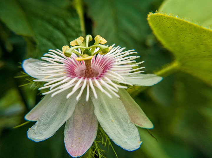 Flower.... at Holenarasipur...