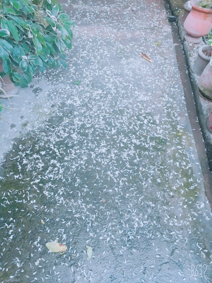 white flowers